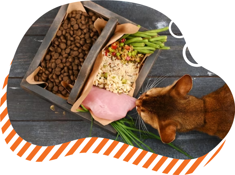 ¿Es mejor una dieta cruda o una dieta cocida?